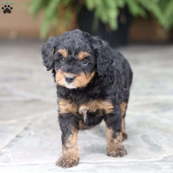 Dakota (F1 B), Cavapoo Puppy